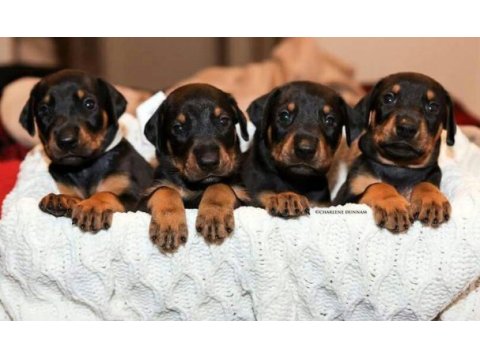 Yüksek zeka ve koruma, doberman yavruları burada!