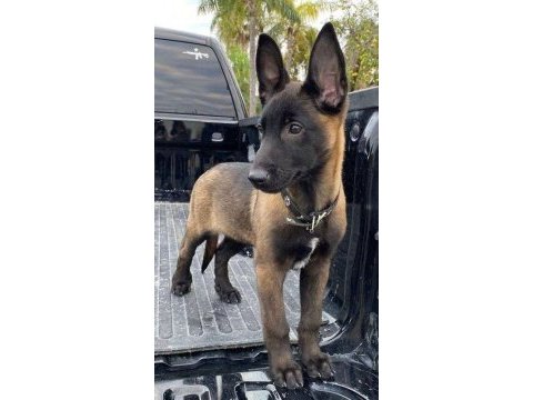 Belçika malinois yavrum