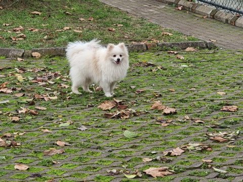 10 aylık pomeranian boo erkek balıkesir altınoluk