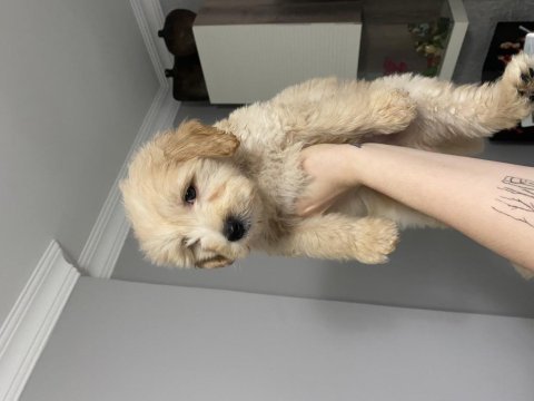 Orihinal maltipoo