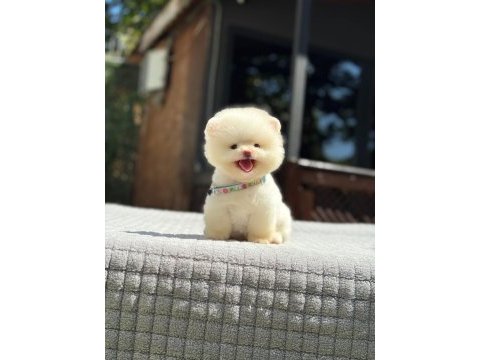 Ayıcık surat pomeranian yavrular