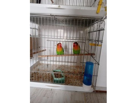 Muhabbet kuşu yavru çift erkek dişi