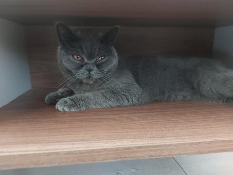 1 yaşında british shorthair