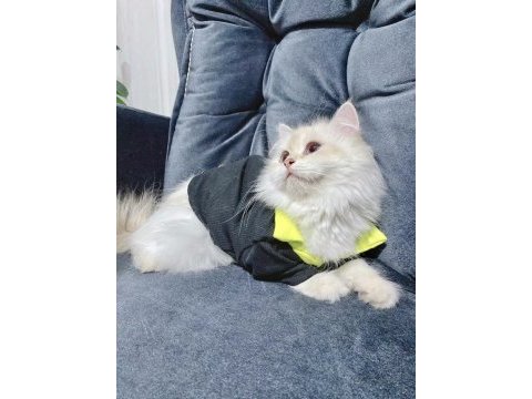 British golden longhair full secereli