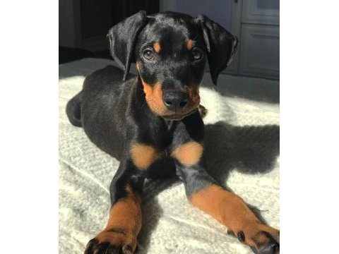 A kalite doberman yavrular
