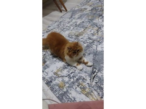 İran kedisi 5 aylık