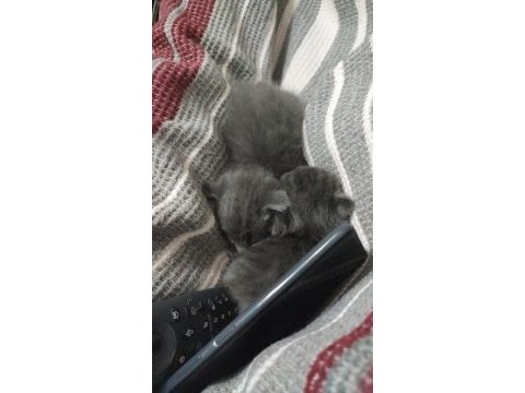 3 british ve 2 scottish fold