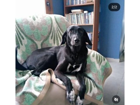 2 yaşında labrador kırması kızımıza sahip arıyoruz.