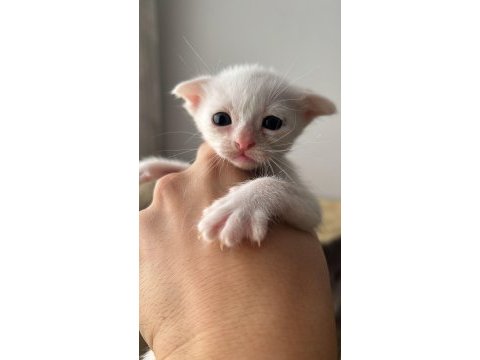 Scottish fold