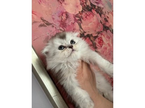 Scottish fold - longhair dişi ve erkek yavrular
