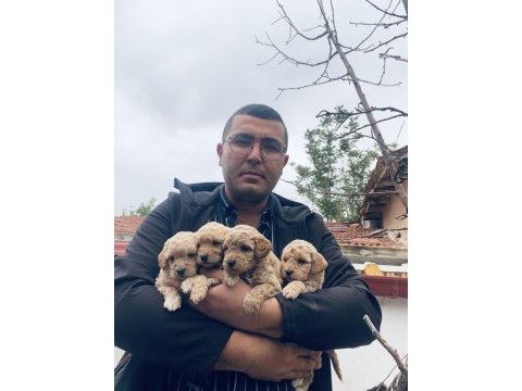 Poodle ayarında maltipoo f2 yavrular