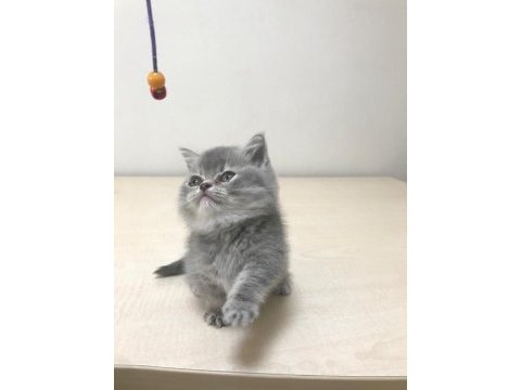 2 aylık britsh shorthair kedime yuva arıyorum