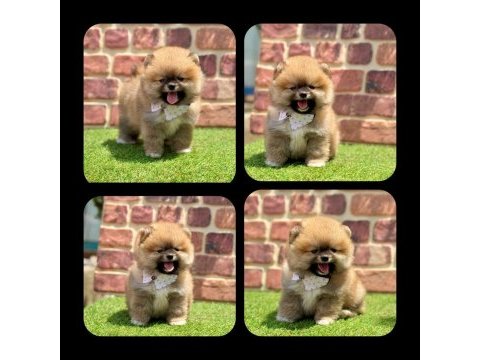 2.5 aylık pomeranian boo ayı surat