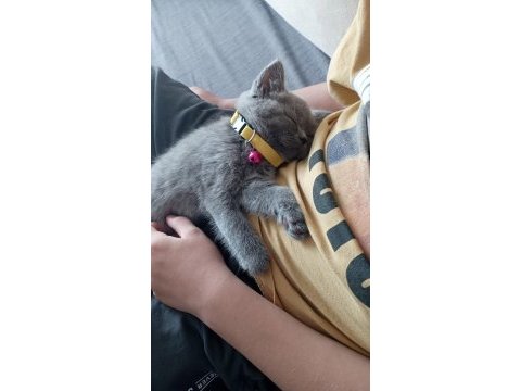 Anne baba biritish shorthair