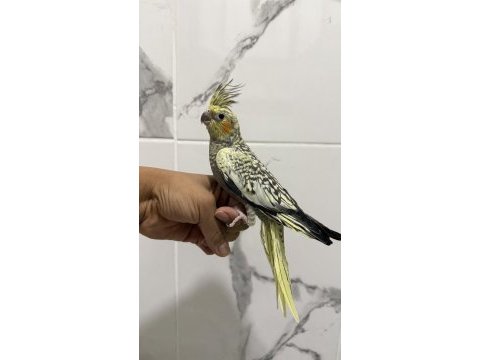 Sultan papağanı sahiplendirilecektir