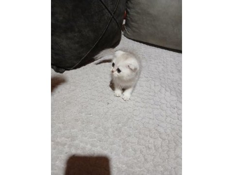 Scottish fold silver erkek bebeğimiz