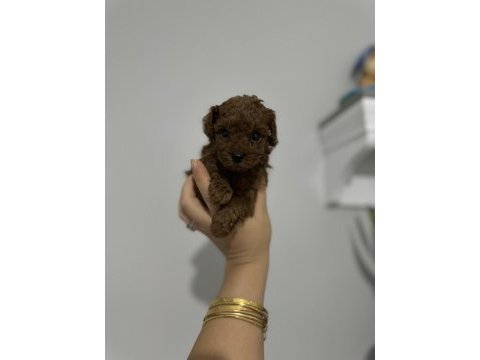 Anne baba tecaup dark redbrown tecaup erkek poodle muhteşem