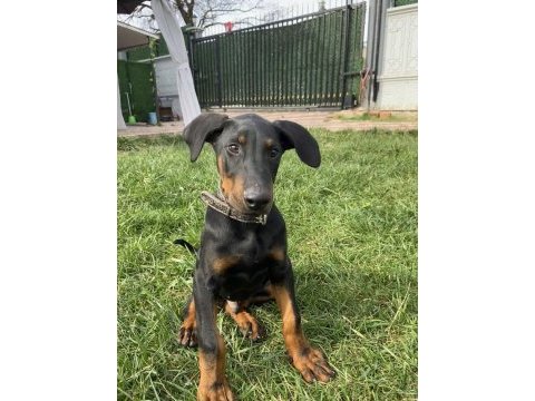 Safkan orjinal doberman a kalite