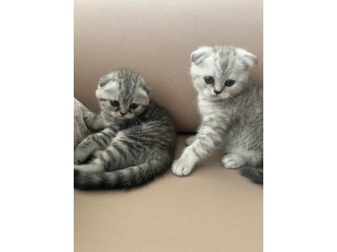 1.5 aylık sağlıklı ve oyuncu scottish fold yavrular