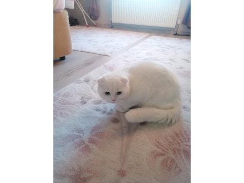 Scottish fold 2 aylık yavru