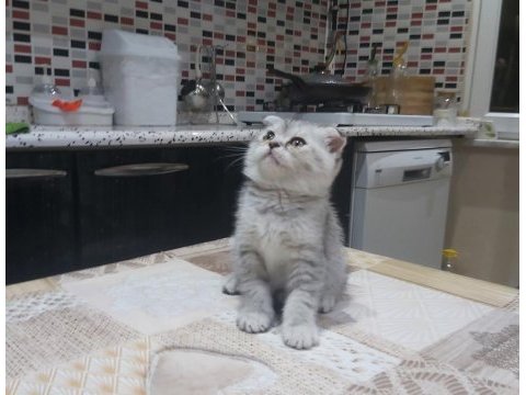 British short hair ve scottish fold