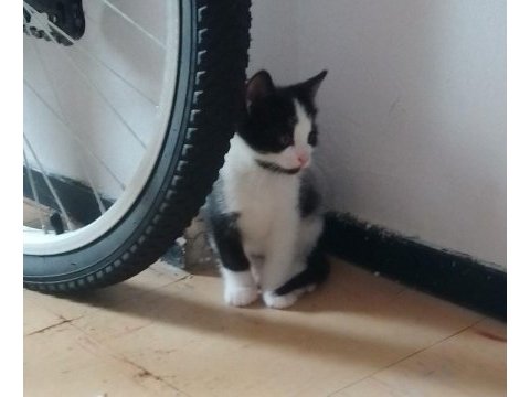 Yavru kedi 7 haftalık