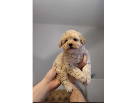 Mükemmel kalitedeki toy poodle yavrularımız