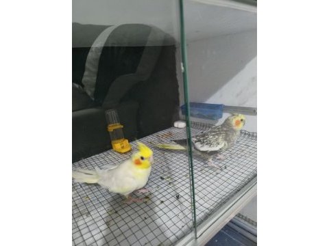 Sultan papağanı lutino ve pearl yavru garantili