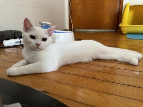 British ve scottish shorthair erkek beyaz yavrular