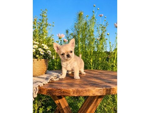 Mikro teacup boy xxsmall mükemmel erkek yavru şivava