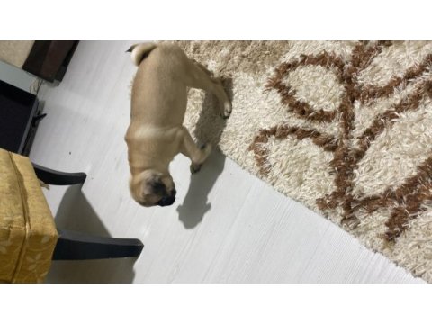 2,5 aylık pug a kalite
