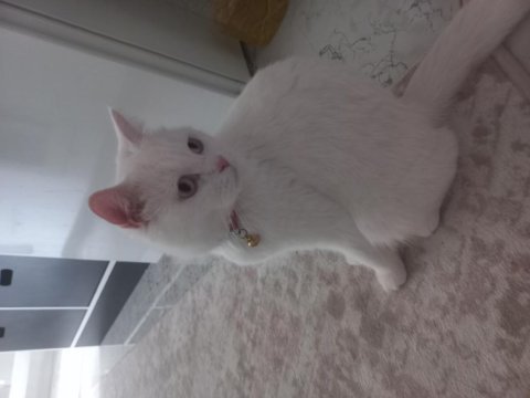 Kayseri için british shorthair