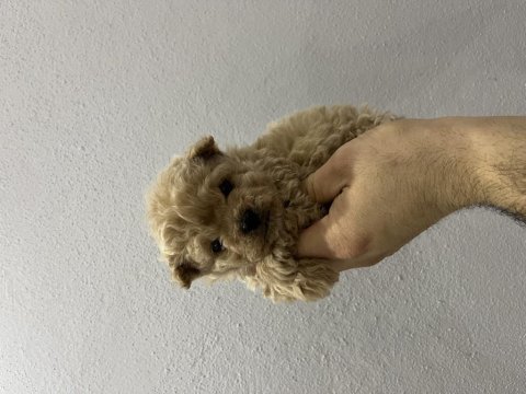 Micro toy poodle tr