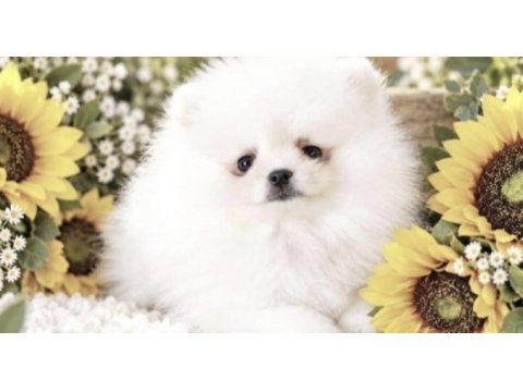 Pomeranian boo yavru kayseriden