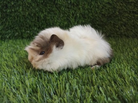 Guinea pig yavrular aynı gün set halinde teslim edilir