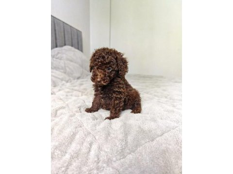 Çıkolatalı toy poodle bebekler