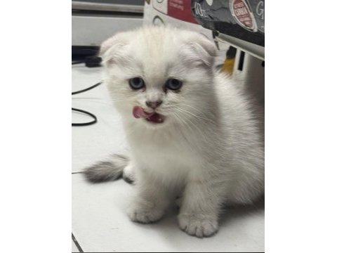 Koca kafa orijinal british shorthair yavrularım