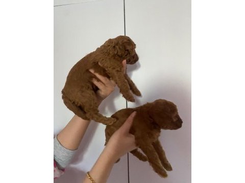 Anne altından, ırk garantili red brown poodle