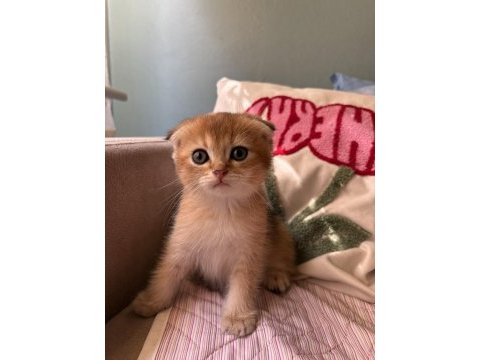 Golden scottish fold yavrular