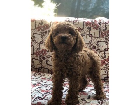Toy poodle dişi yavru
