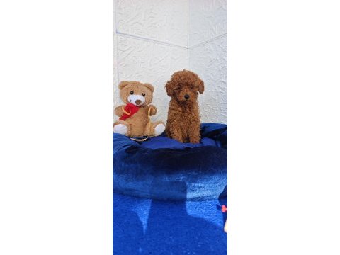 Şirin kaliteli orjinal toy poodle yavrular