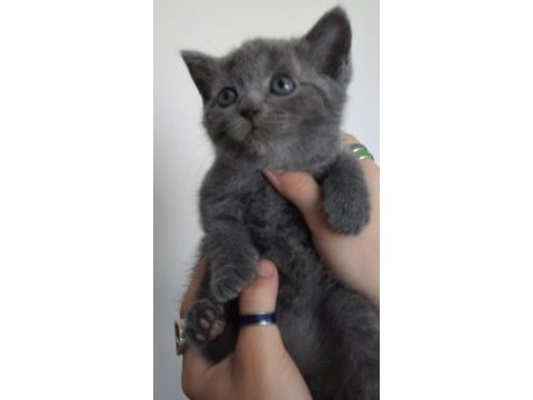 British shorthair bebeklerime güzel yuva arıyorum