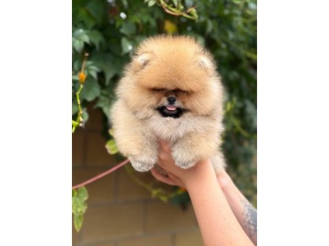 Pomeranian boo yavrumuz