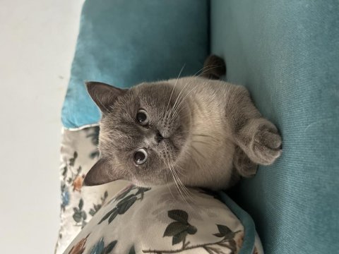 British shorthair oğlumuza eş arıyoruz