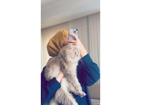 British longhair 1 yaşında erkek