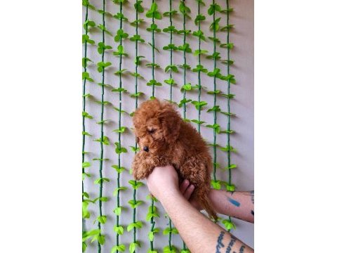 Ev doğumu red ve red brown toy poodle bebekler