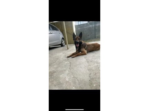 Belçika kurdu heraya yeni yuvar arıyorum