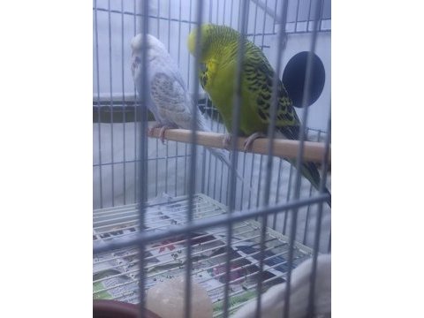 Sow jumbo muhabbet kuşu
