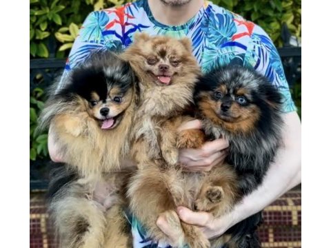 Pomeranian yetişkin dişi en uygun