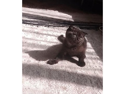 Çikolata scottish fold bebeğim